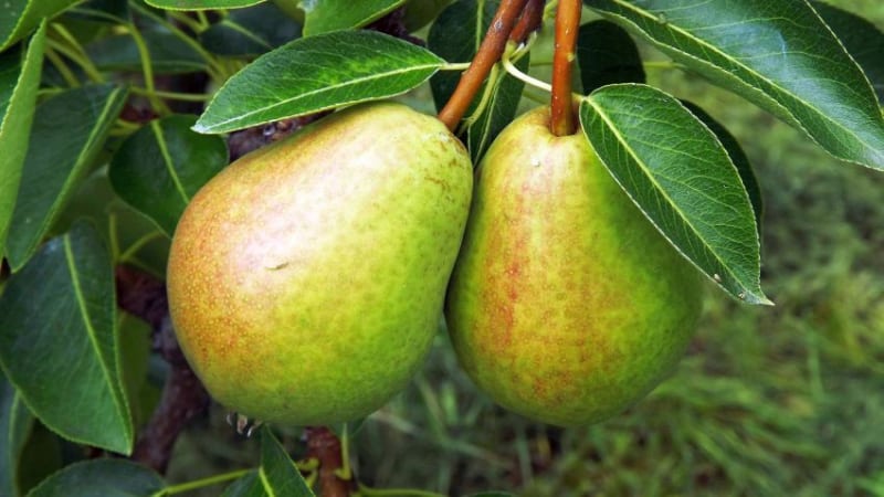 The best summer pear varieties: description and characteristics