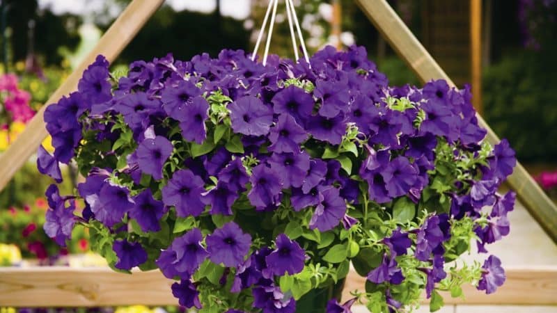The best varieties of ampelous petunias and features of their cultivation