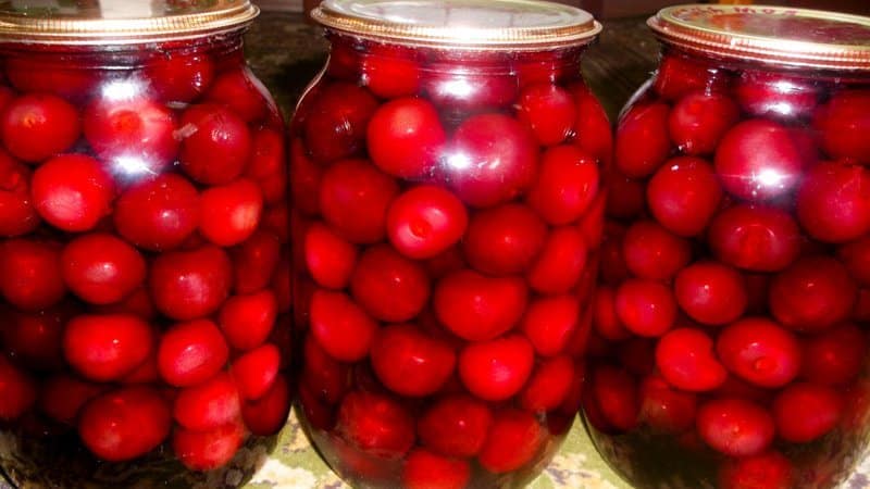 The best varieties of cherries for the Moscow region and other regions of the Russian Federation
