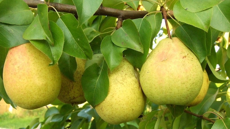 The best pear varieties for the Moscow region