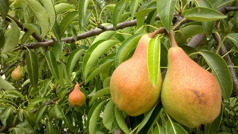 The best pear varieties for the Moscow region