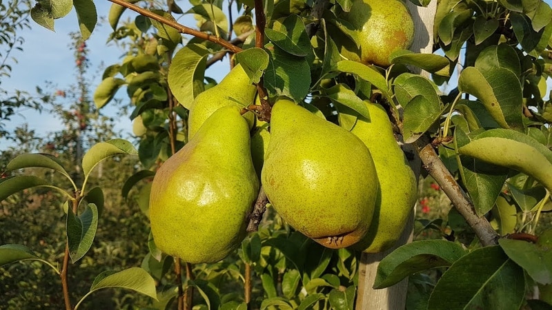 The best pear varieties for the Moscow region