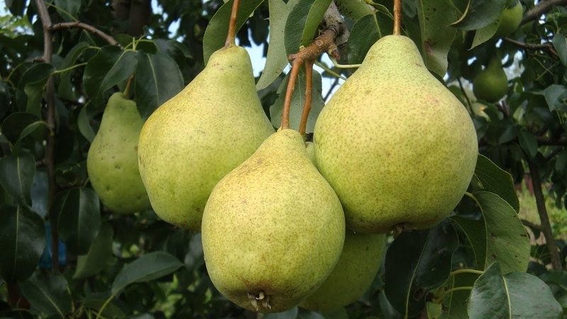 The best pear varieties for the Moscow region
