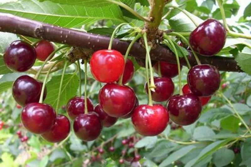High-yielding, unpretentious cherry variety Mayak