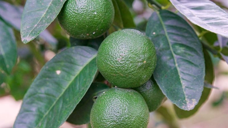 What is lime and how is it different from lemon?