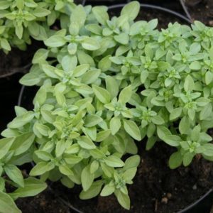 Transplanting and growing basil at home