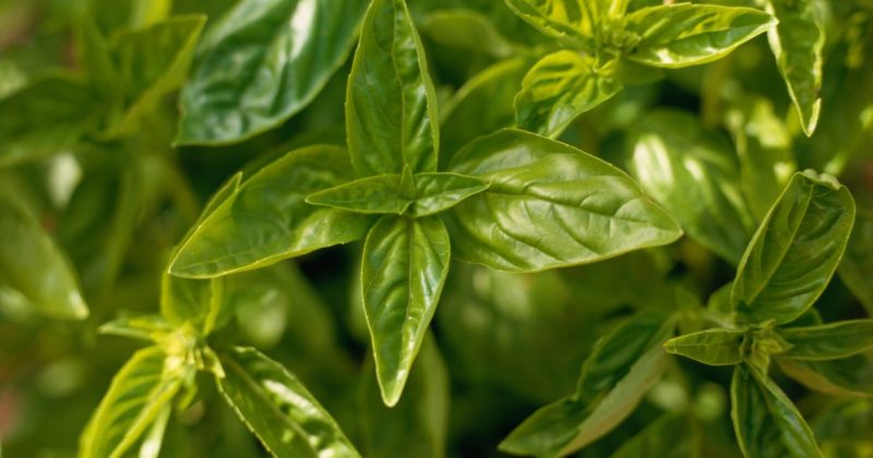 Variety of varieties of basil: description and characteristics of varieties