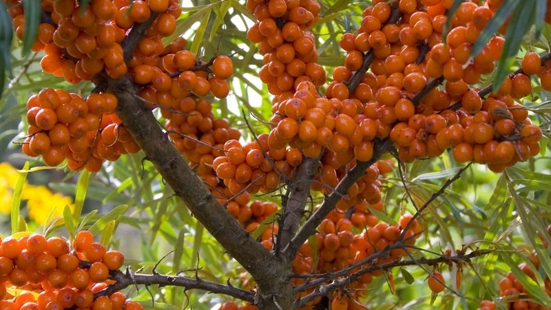 A variety of thornless sea buckthorn varieties