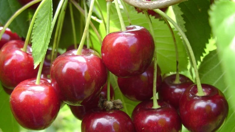 Description of self-fertile cherry varieties for the middle zone and Samara region