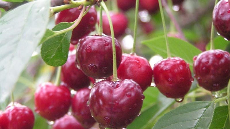 The best varieties of cherries for central Russia