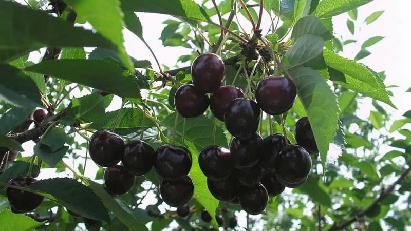 Description of self-fertile cherry varieties for the middle zone and Samara region
