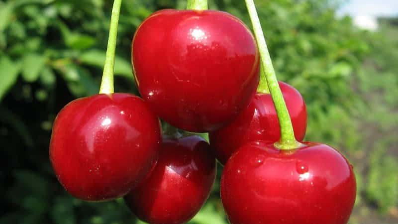 Description of self-fertile cherry varieties for the middle zone and Samara region