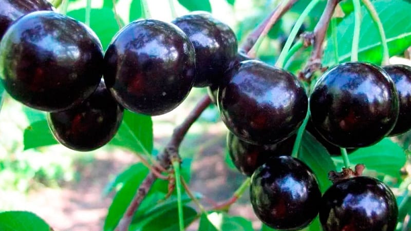 Description of self-fertile cherry varieties for the middle zone and Samara region