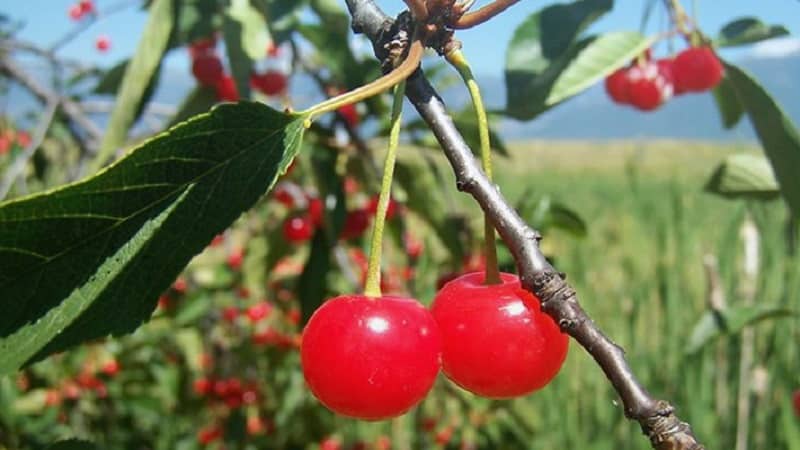 Description of self-fertile cherry varieties for the middle zone and Samara region