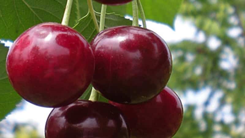 Description of self-fertile cherry varieties for the middle zone and Samara region