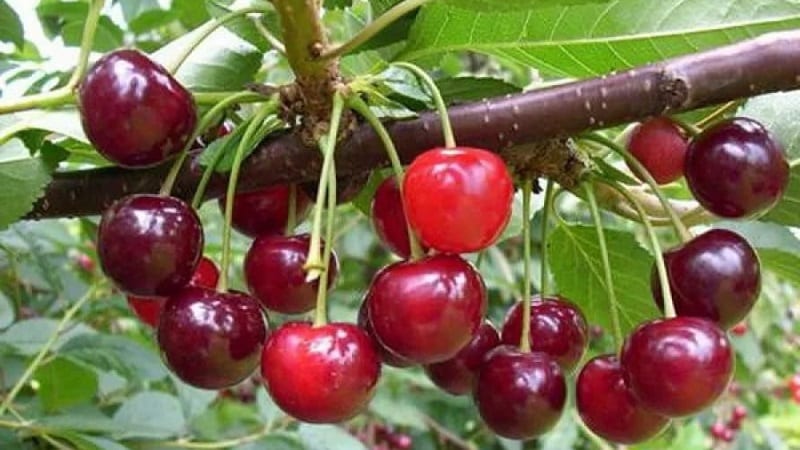 Description of self-fertile cherry varieties for the middle zone and Samara region