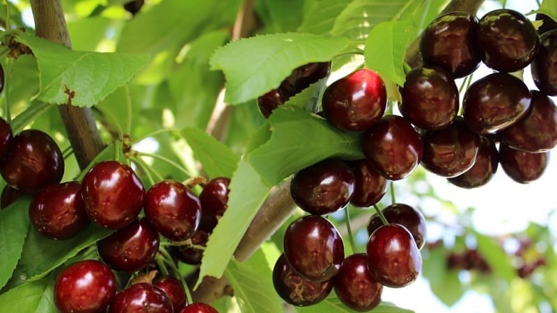 Description of self-fertile cherry varieties for the middle zone and Samara region