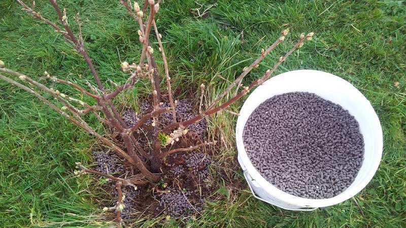 The main stages of caring for currants in the spring after winter