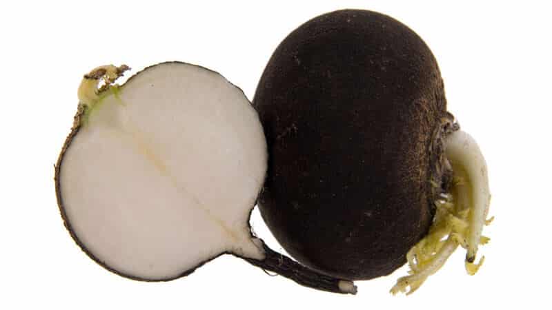 The difference between turnips and radishes