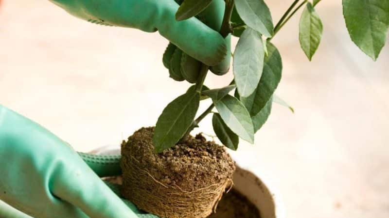 Step-by-step guide to replanting a tangerine tree at home