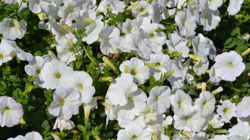 The best varieties of ampelous petunias and features of their cultivation