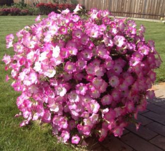 The best varieties of ampelous petunias and features of their cultivation