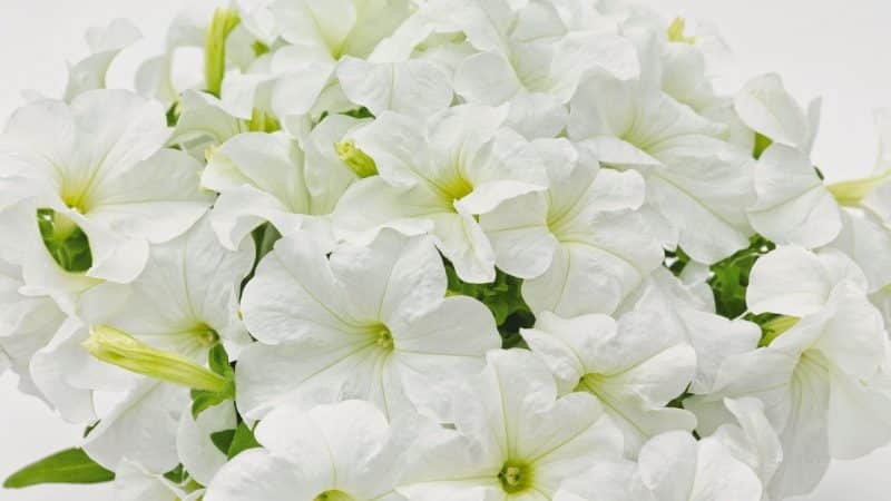 The best varieties of ampelous petunias and features of their cultivation