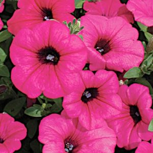 The best varieties of ampelous petunias and features of their cultivation
