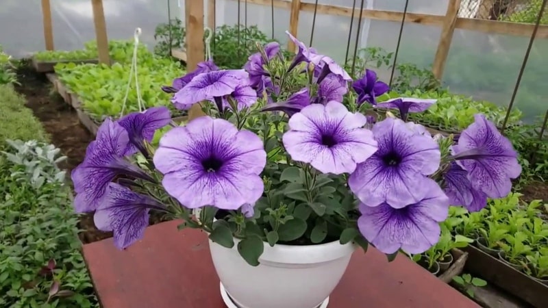 The best varieties of ampelous petunias and features of their cultivation