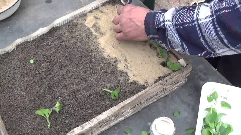 The best varieties of ampelous petunias and features of their cultivation
