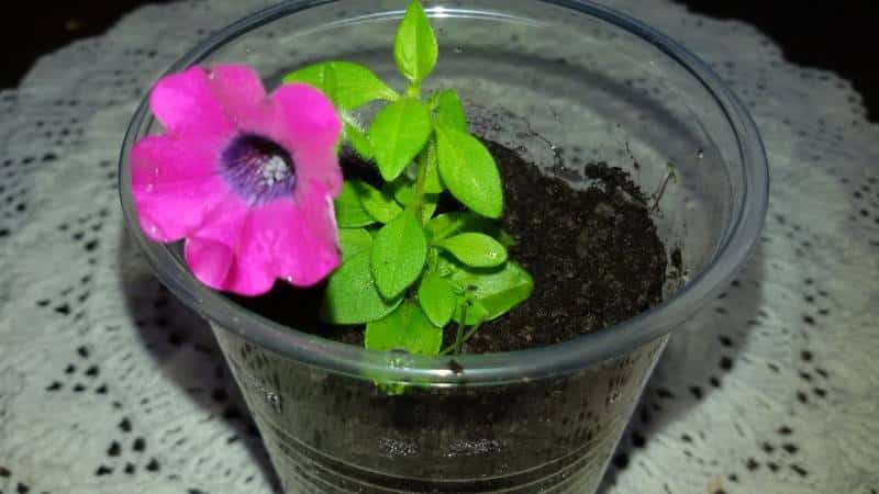The best varieties of ampelous petunias and features of their cultivation
