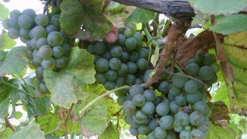 What French and Kuban grape varieties are cognac made from?