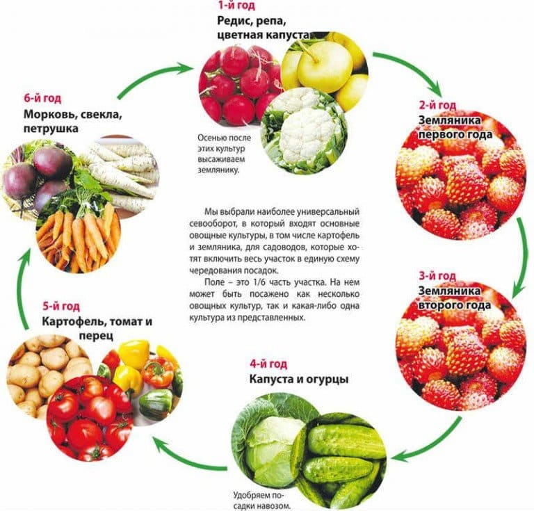 Pros and cons of planting potatoes in ridges
