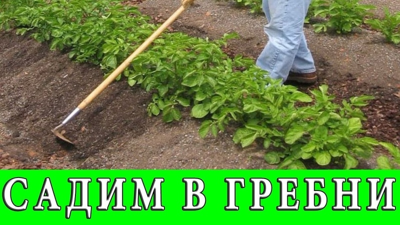 Pros and cons of planting potatoes in ridges