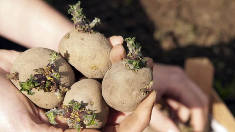 Do potatoes have fruits and what are they called?