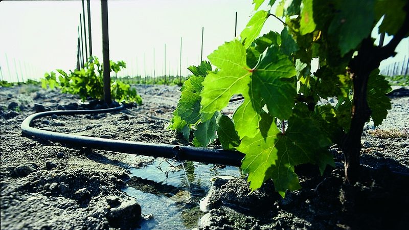 The best fertilizers for grapes in spring and the rules for their application