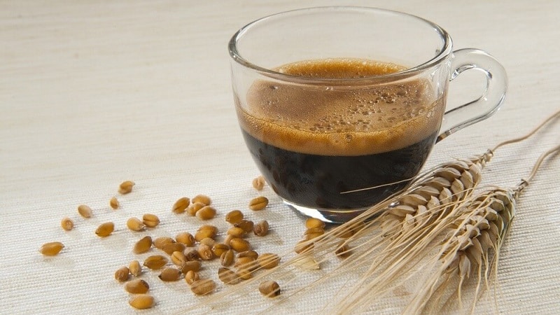 The benefits and harms of barley drinks - coffee, decoctions