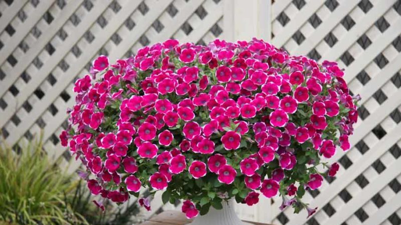 The best varieties of ampelous petunias and features of their cultivation