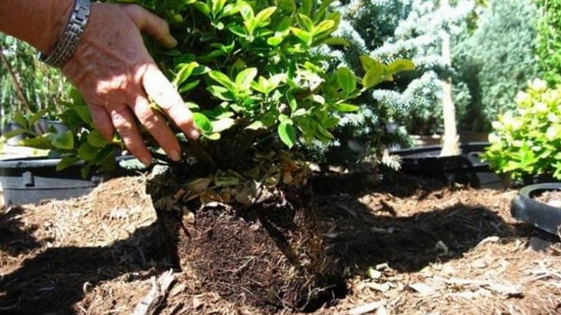 Planting and caring for honeysuckle in the open ground in spring