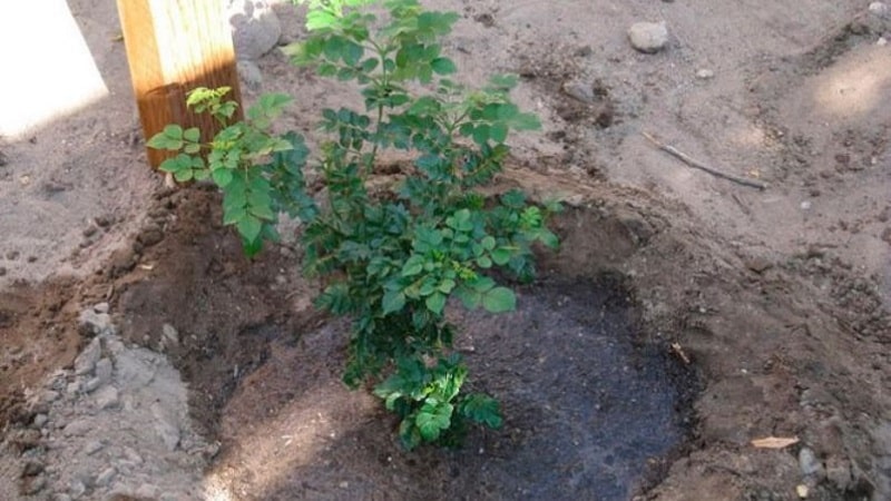 Planting honeysuckle in open ground and caring for it
