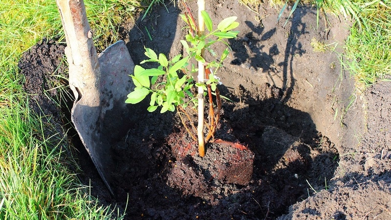 Planting and caring for honeysuckle in the open ground in spring