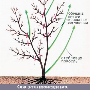 Planting and caring for honeysuckle in the Moscow region