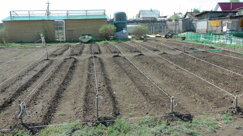Planting and growing potatoes using the Mittlider method for high yields