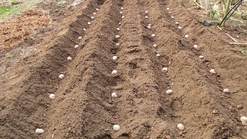 New methods of planting potatoes and care features