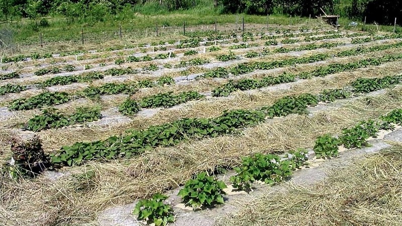 Planting and growing potatoes using the Mittlider method for high yields