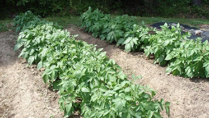 Features of planting and growing cabbage hybrid Rinda f1