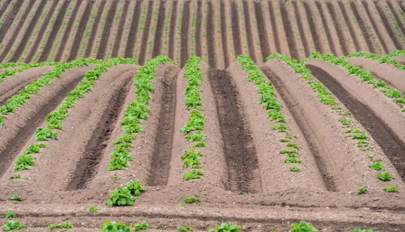 New methods of planting potatoes and care features