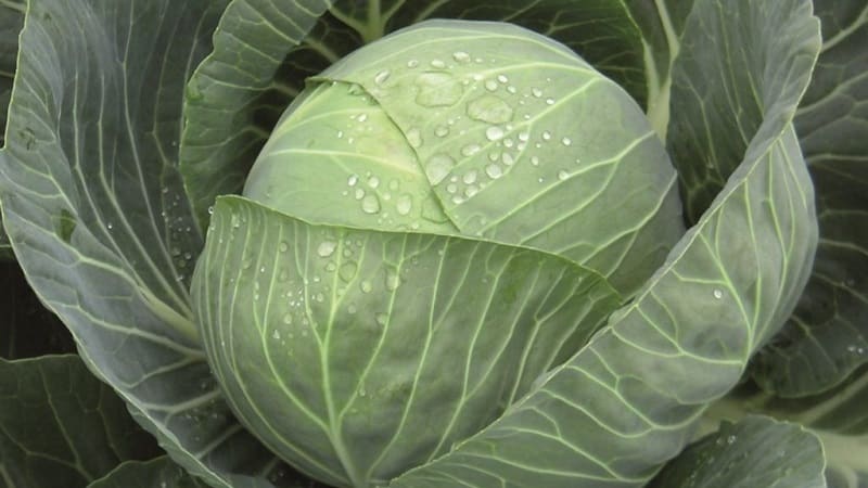 Early white cabbage hybrid Pandion f1