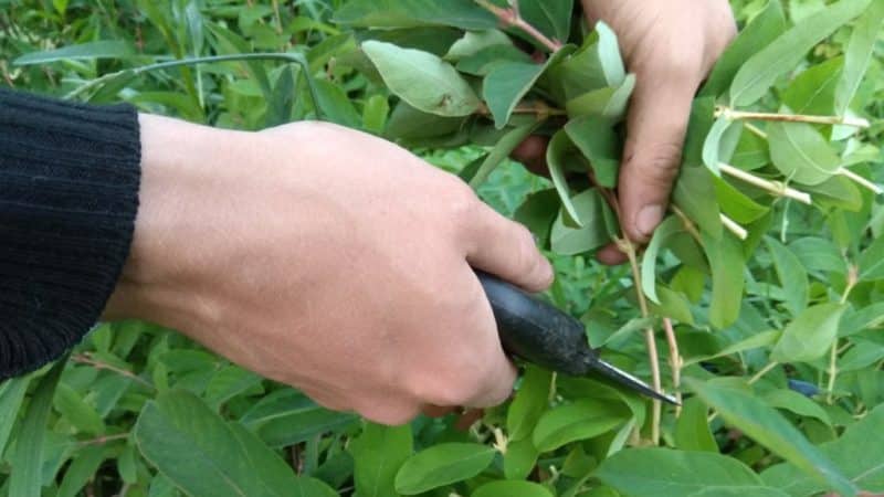 We propagate honeysuckle by cuttings - the easiest way!