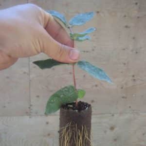 We propagate honeysuckle by cuttings - the easiest way!